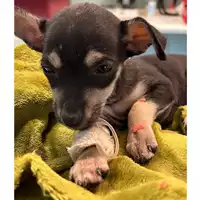 Foto dell\'animale cane - Matr. 2023/2186 - Microchip 380260044980143
