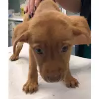 Foto dell\'animale cane - Matr. 2023/2190 - Microchip 380260044980514