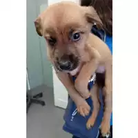 Foto dell\'animale cane - Matr. 2023/2192 - Microchip 380260044980260