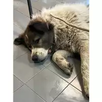 Foto dell\'animale cane - Matr. 2023/2195 - Microchip 380260044997628