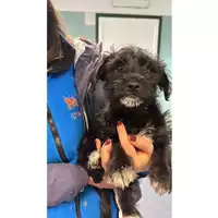 Foto dell\'animale cane - Matr. 2023/2196 - Microchip 380260044979770