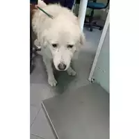 Foto dell\'animale cane - Matr. 2023/2197 - Microchip 380260102032854