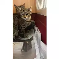 Foto dell\'animale gatto - Matr. 2023/2200 - Microchip 380260044980413