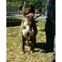 cane - Matr. 2017/0893 - Microchip 380260043259577