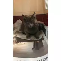 Foto dell\'animale gatto - Matr. 2023/2198 - Microchip 380260044979855