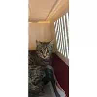 Foto dell\'animale gatto - Matr. 2023/2199 - Microchip 380260044979810