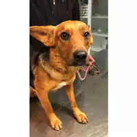 Foto dell\'animale cane - Matr. 2023/2201 - Microchip 380260044980385