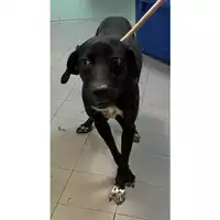Foto dell\'animale cane - Matr. 2023/2205 - Microchip 380260044549910