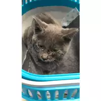 Foto dell\'animale gatto - Matr. 2023/2209 - Microchip 380260044931720