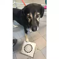 Foto dell\'animale cane - Matr. 2023/2211 - Microchip 380260101010926