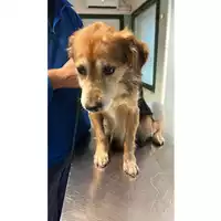 Foto dell\'animale cane - Matr. 2023/2216 - Microchip 380260044932089