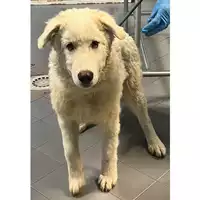 Foto dell\'animale cane - Matr. 2023/2217 - Microchip 380260044926988
