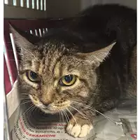 gatto - Matr. 2023/2218 - Microchip 380260044930153