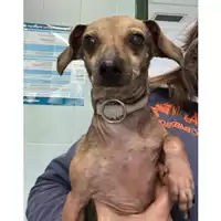 Foto dell\'animale cane - Matr. 2023/2224 - Microchip 380260002201253