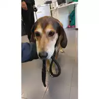 cane - Matr. 2022/2219 - Microchip 380260002535960
