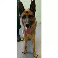 Foto dell\'animale cane - Matr. 2023/2228 - Microchip 380260002970792