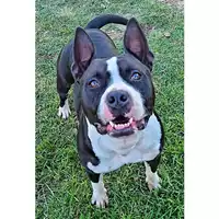 Foto dell\'animale cane - Matr. 2020/1121 - Microchip 380260044280766