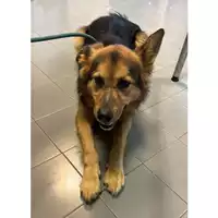 Foto dell\'animale cane - Matr. 2023/2232 - Microchip 380260044926955