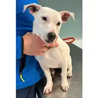 Foto dell\'animale cane - Matr. 2023/2237 - Microchip 380260044732800