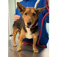 Foto dell\'animale cane - Matr. 2023/2235 - Microchip 380260044930220