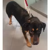 Foto dell\'animale cane - Matr. 2023/2236 - Microchip 380260044749076