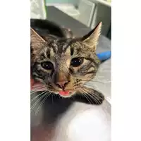 Foto dell\'animale gatto - Matr. 2023/2239 - Microchip 380260044732604