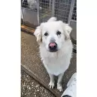 Foto dell\'animale cane - Matr. 2023/2241 - Microchip 380260044732554