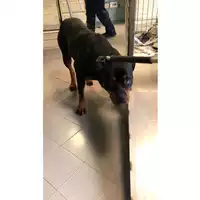 Foto dell\'animale cane - Matr. 2023/2243 - Microchip 380260140304528