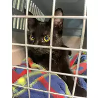 Foto dell\'animale gatto - Matr. 2023/2260 - Microchip 380260102649370