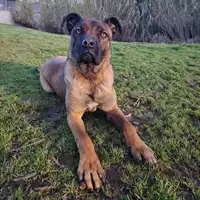 Foto dell\'animale cane - Matr. 2023/1603 - Microchip 380260045072412