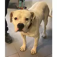 Foto dell\'animale cane - Matr. 2023/2261 - Microchip 380260044732959