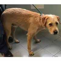 Foto dell\'animale cane - Matr. 2023/2169 - Microchip 380260044998098