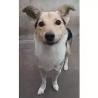 Foto dell\'animale cane - Matr. 2023/2167 - Microchip 380260044997714