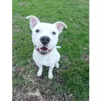 Foto dell\'animale cane - Matr. 2023/2032 - Microchip 380260044926666