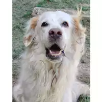 Foto dell\'animale cane - Matr. 2023/1854 - Microchip 380260045012703