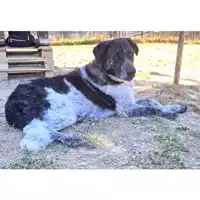 Foto dell\'animale cane - Matr. 2023/0651 - Microchip 380260044929550