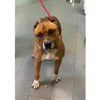 Foto dell\'animale cane - Matr. 2023/2306 - Microchip 380260044980317