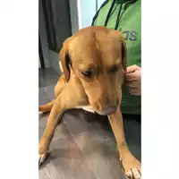 Foto dell\'animale cane - Matr. 2023/2311 - Microchip 380260044979962