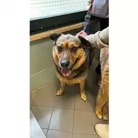 Foto dell\'animale cane - Matr. 2023/2315 - Microchip 380260042736654