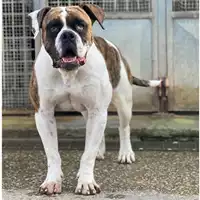 cane - Matr. 2023/2318 - Microchip 380260044979653