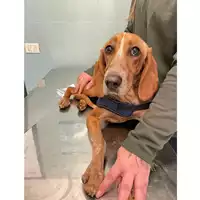 Foto dell\'animale cane - Matr. 2023/1459 - Microchip 380260044839475