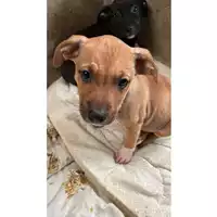 Foto dell\'animale cane - Matr. 2023/2321 - Microchip 380260044979752