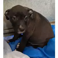 Foto dell\'animale cane - Matr. 2023/2320 - Microchip 380260044979949