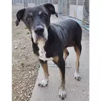 Foto dell\'animale cane - Matr. 2023/2324 - Microchip 380260043794269