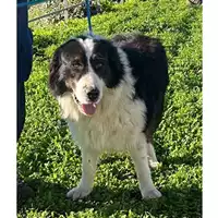 Foto dell\'animale cane - Matr. 2023/0070 - Microchip 380260044732311