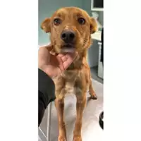 Foto dell\'animale cane - Matr. 2023/2329 - Microchip 380260044980387