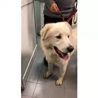 Foto dell\'animale cane - Matr. 2023/2327 - Microchip 380260044554776