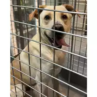 Foto dell\'animale cane - Matr. 2023/2123 - Microchip 380260044929887