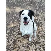 Foto dell\'animale cane - Matr. 2021/1972 - Microchip 380260044579863