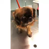 Foto dell\'animale cane - Matr. 2018/1593 - Microchip 380260100766947